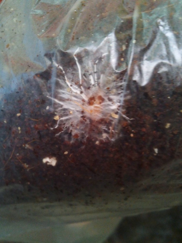 post-34080-0-70529500-1455810956_thumb.j