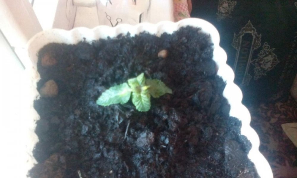 post-34487-0-04742900-1455720856_thumb.j