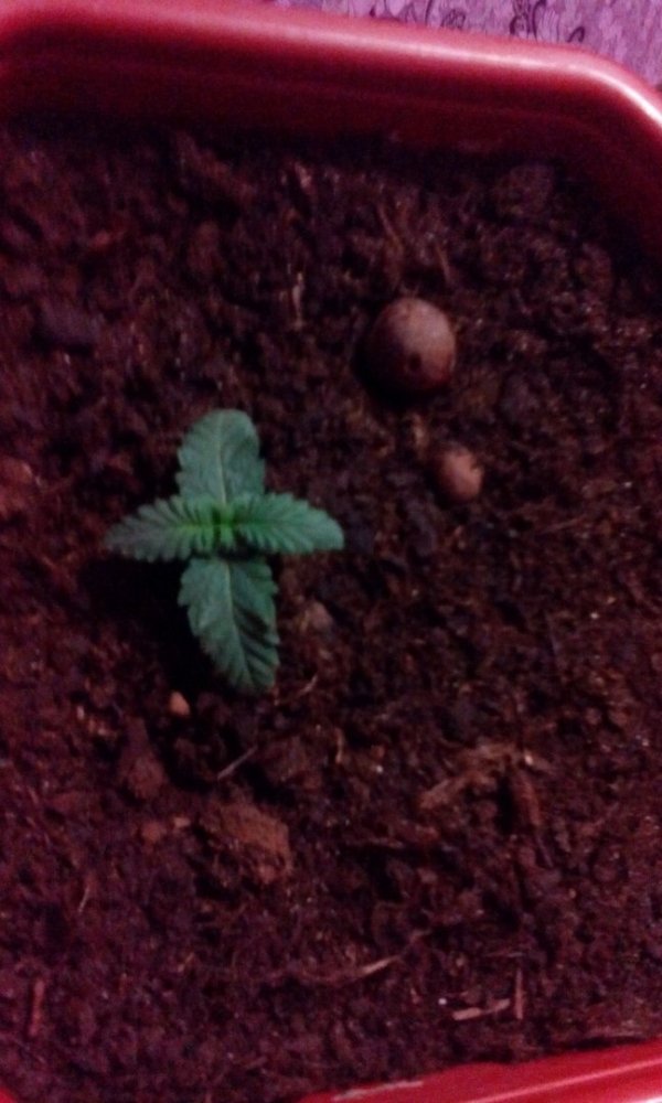 post-34487-0-29556000-1455720871_thumb.j