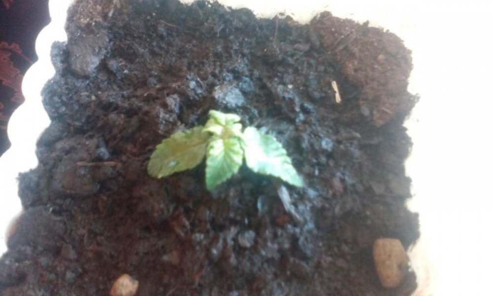 post-34487-0-45514800-1455720863_thumb.j