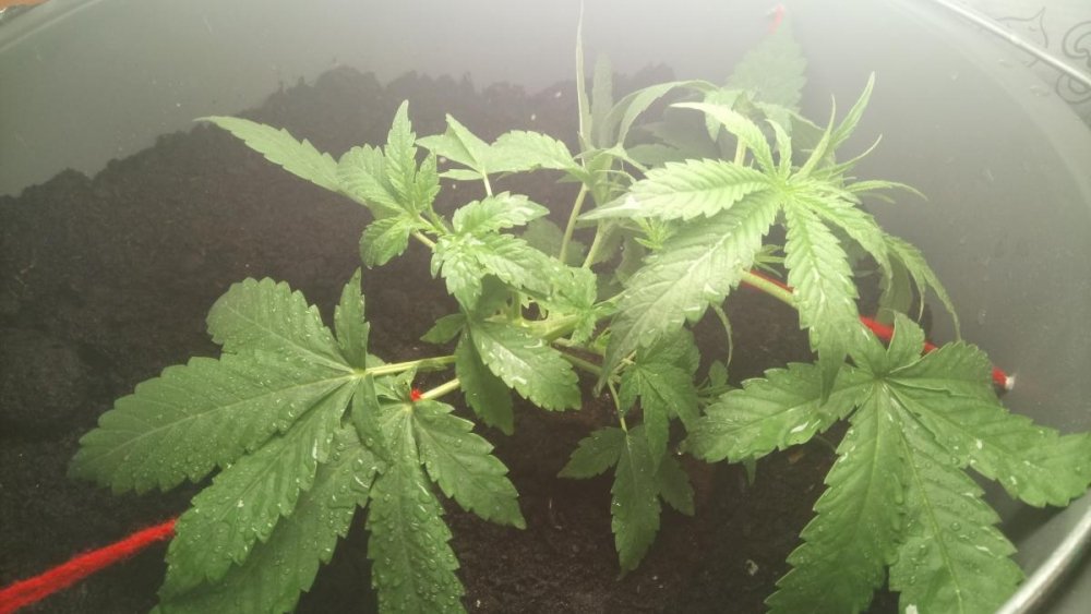 post-40573-0-63231100-1487009182_thumb.j