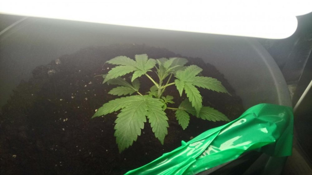 post-40573-0-65575700-1486569744_thumb.j