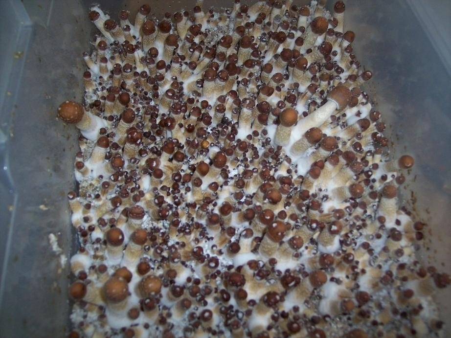 post-40014-0-14263800-1490738082_thumb.j