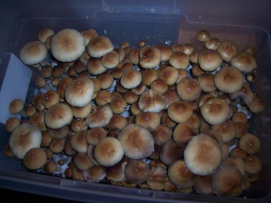 post-40014-0-50528500-1490738082_thumb.j