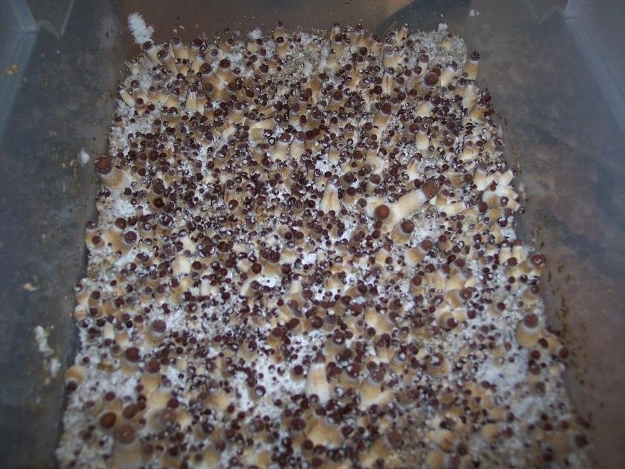 post-40014-0-74041300-1490738081_thumb.j