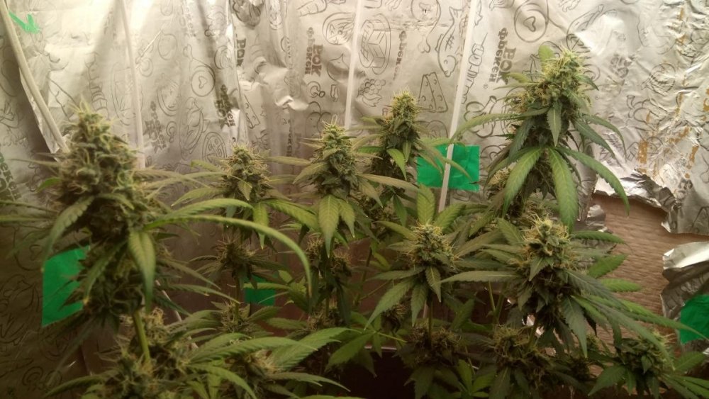 post-40573-0-12935000-1491487662_thumb.j