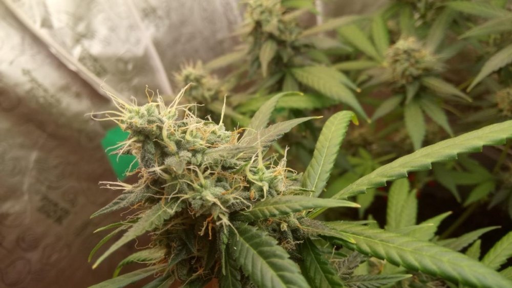 post-40573-0-43777000-1491487602_thumb.j