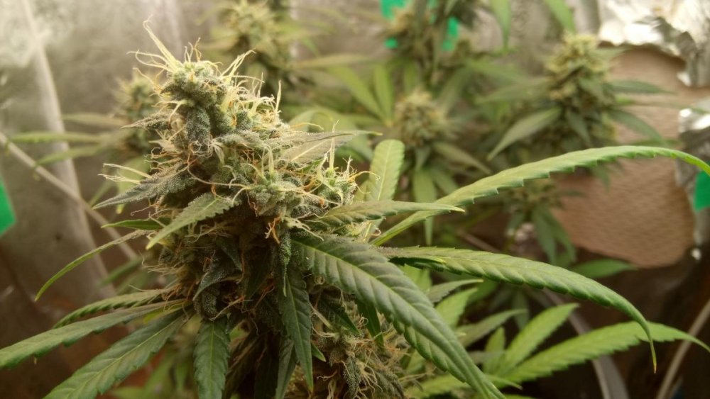 post-40573-0-54815700-1491487547_thumb.j