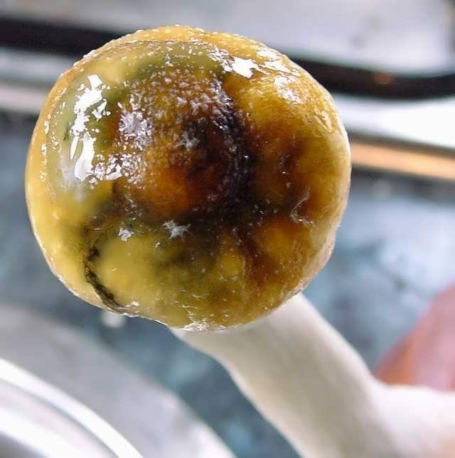 post-24752-0-26139500-1463075811_thumb.j