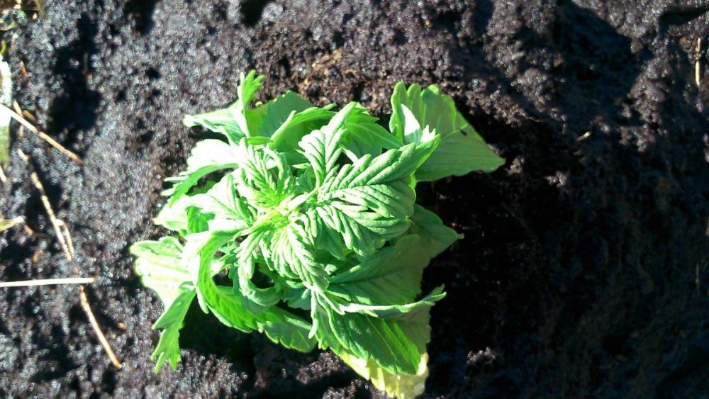 post-9352-0-05531000-1495055938_thumb.jp