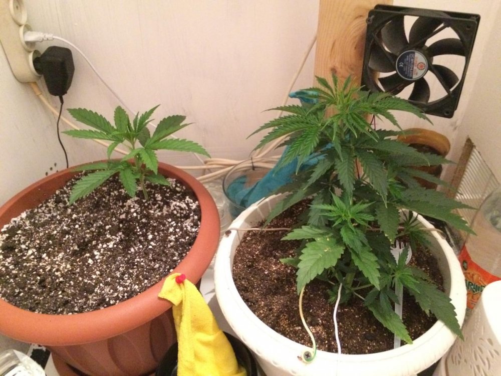 post-34420-0-49500200-1498567611_thumb.j