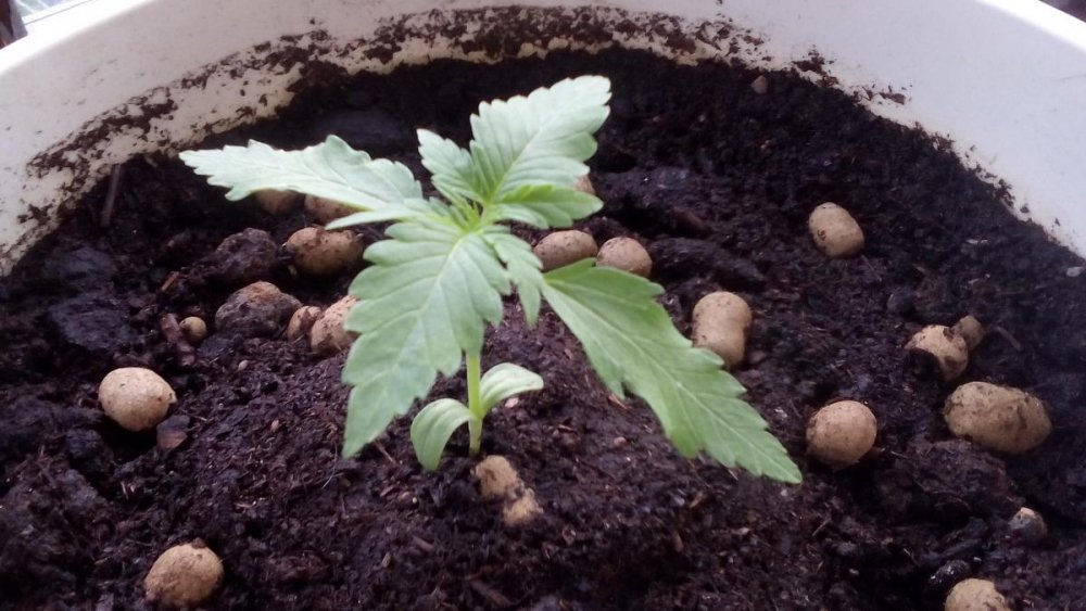 post-42452-0-52216400-1496522712_thumb.j