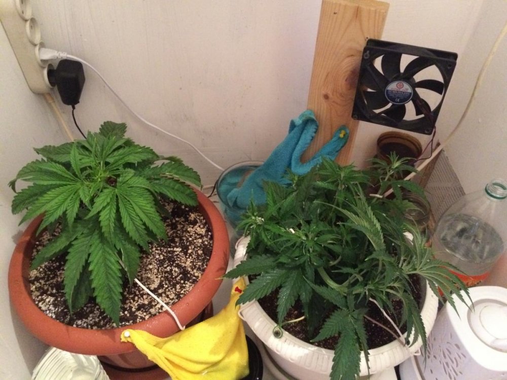 post-34420-0-81625900-1499001821_thumb.j