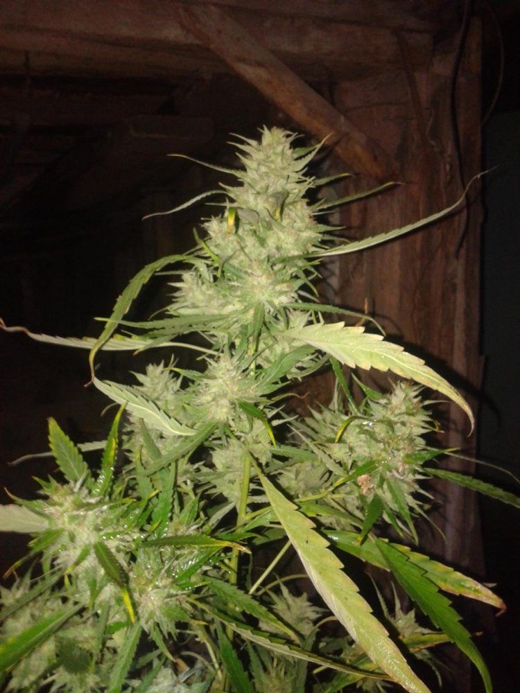 post-15087-0-26908700-1445343180_thumb.j