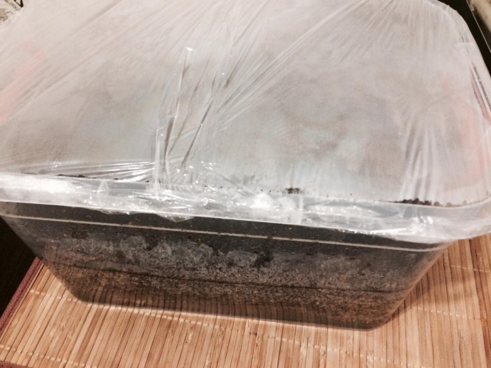 post-29337-0-12324800-1477241603_thumb.j