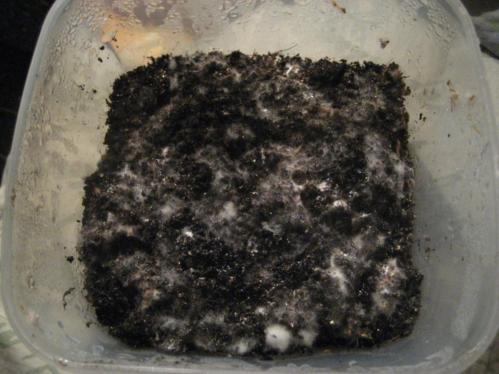 post-33725-0-97357400-1475770516_thumb.j