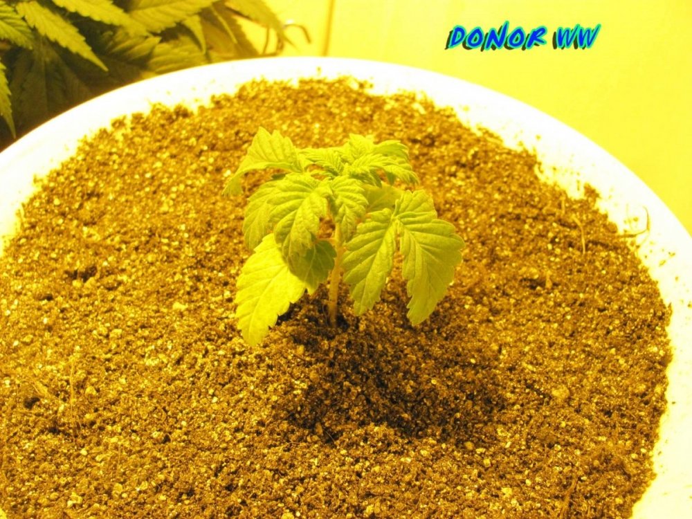 post-15087-0-31243100-1414956208_thumb.j