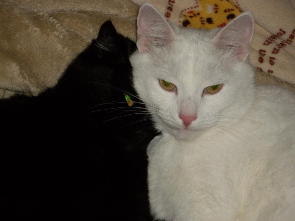 post-39258-0-26087200-1481927867_thumb.j