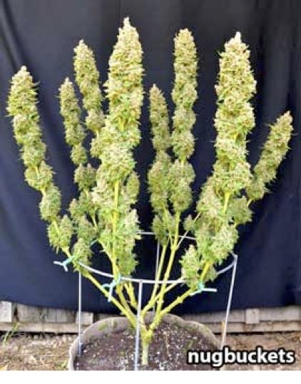 gallery_1_1_157068.jpg
