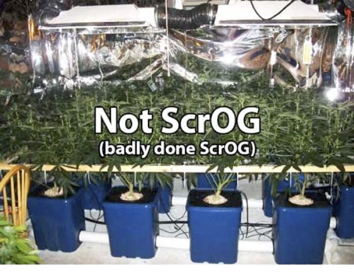 Растить форум. Скрог сетка для растений. Тренировка растений SCROG. SCROG гидропоника.