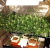 суперкроппинг Lst scrog sog13