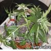 суперкроппинг Lst scrog Sog