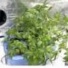 суперкроппинг Lst scrog sog2