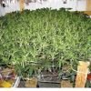 суперкроппинг Lst scrog sog8