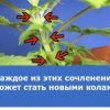 суперкроппинг Lst scrog sog3