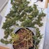 суперкроппинг Lst scrog sog24