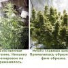 суперкроппинг Lst scrog sog15