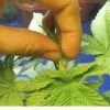 суперкроппинг Lst scrog sog16