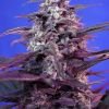 Bloody Skunk auto от Sweet Seeds