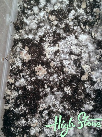 medium.3.jpg.4421c3169edeea39a292f36dbc7