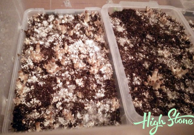 medium.4.jpg.90396e769e4909eccef961da944