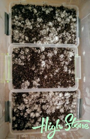 medium.5.jpg.81a7d9e106c542ac4bf62119d4d