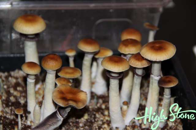 medium.7.JPG.cadd9228dac187f4ef235c048ad