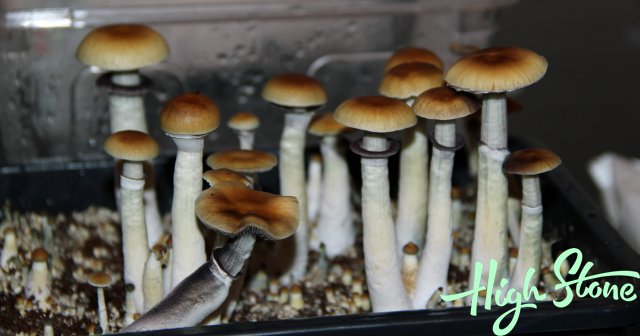 medium.8.JPG.346aa8f38050c812392395d9ebc