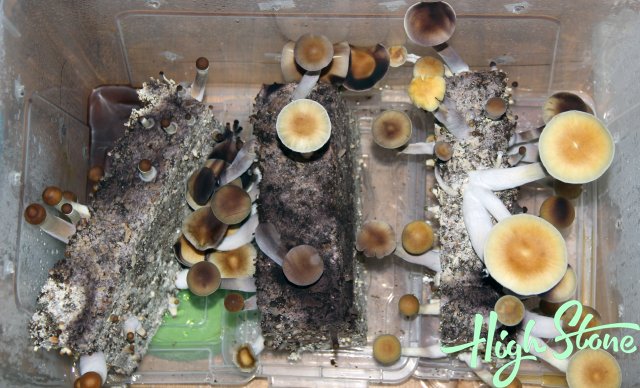 medium.9.JPG.a0fb47046bb65c79ffb08289a97