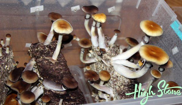 medium_10.JPG.ce8729e9a04865e3ab02f03c7e