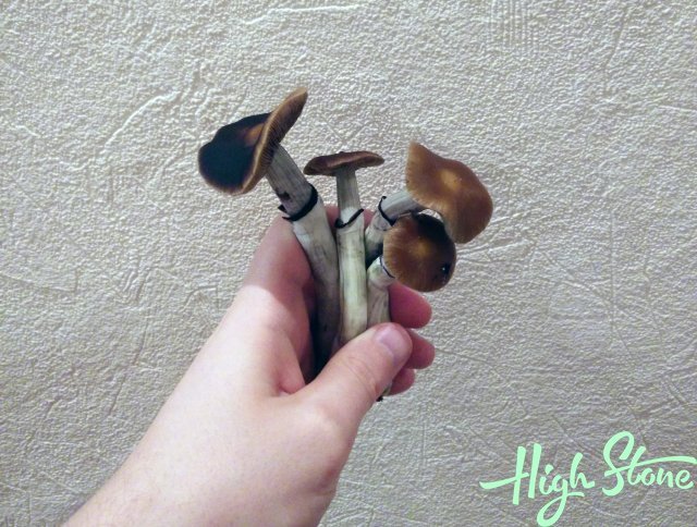 medium_15.jpg.a881b9ded6b1bd9a6ab4067493