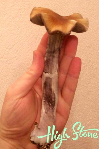 medium_16.jpg.5fd69a17cdbc6962d5cec5f77e