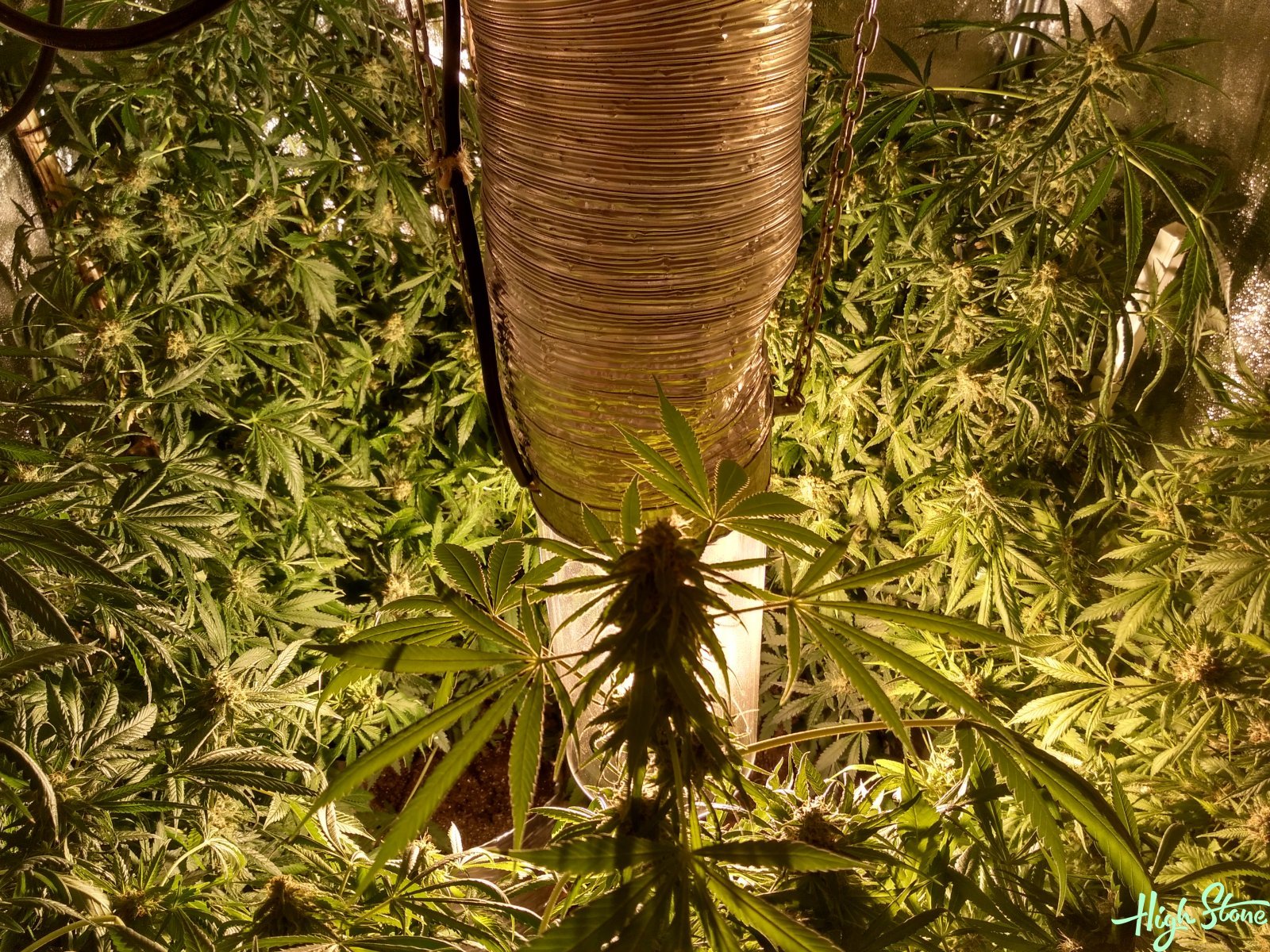 large.5b0c319ec3892_1(1).jpg.e7029b7f02b