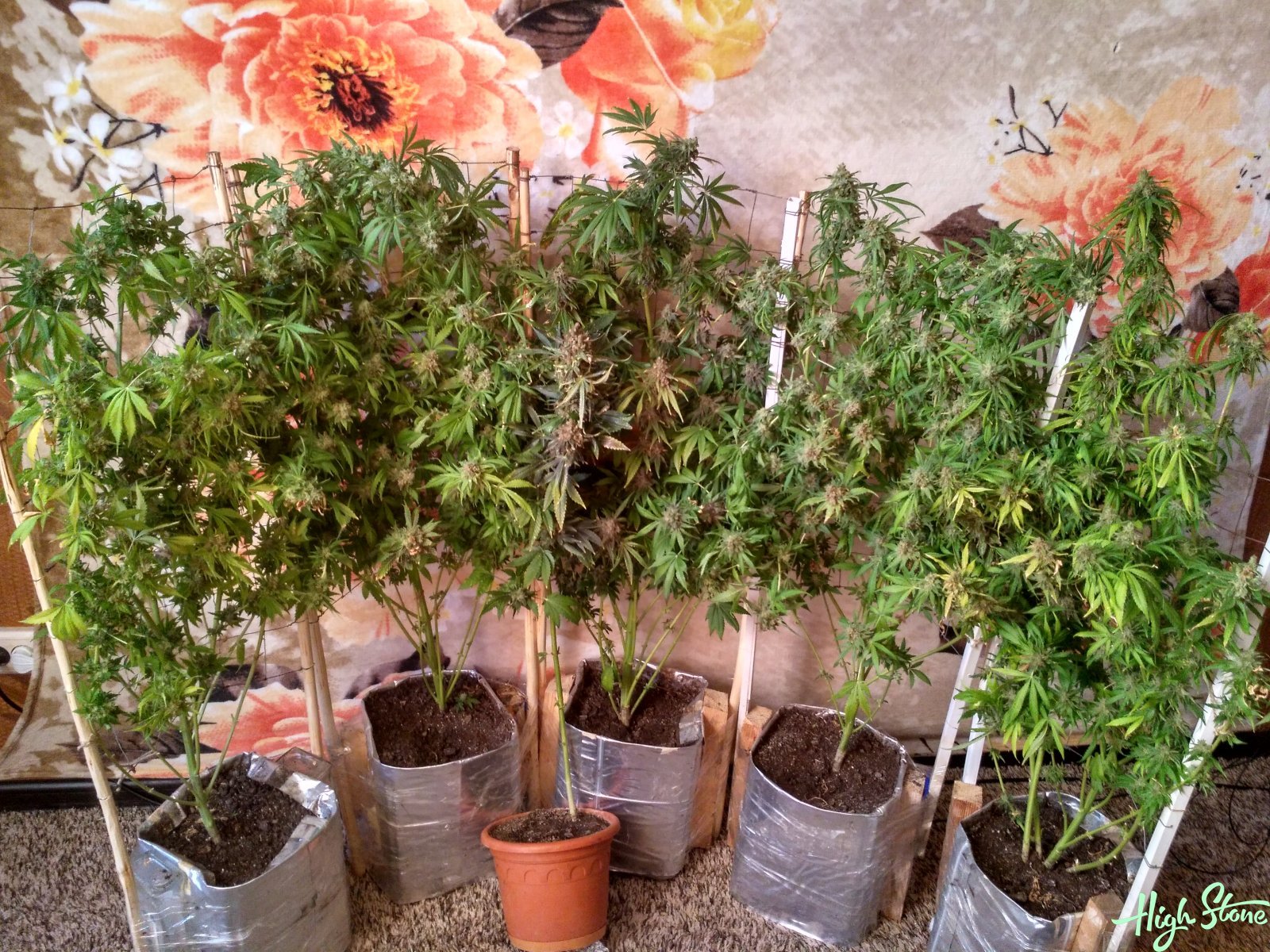 large.5b350fb459c03_1(39).jpg.77a7ae1cf3