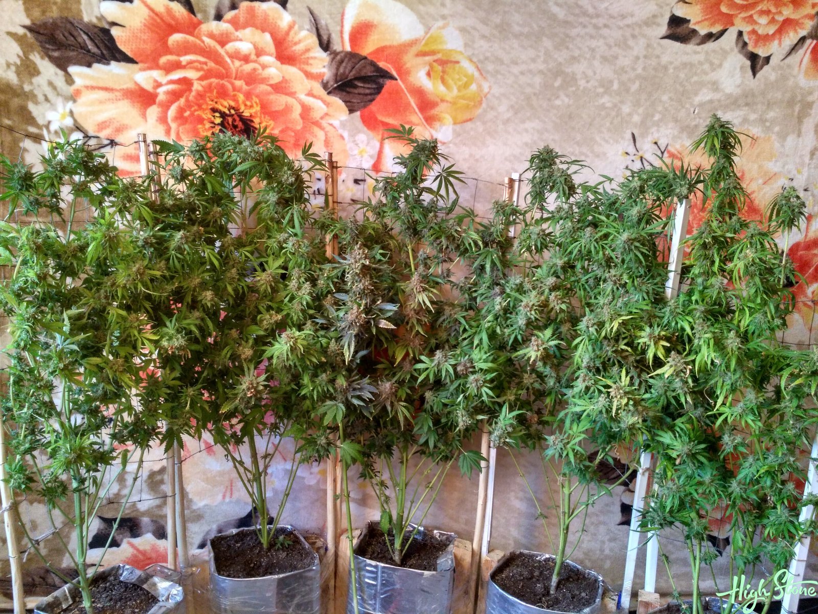 large.5b350fb94bfd6_1(57).jpg.91b75486c8