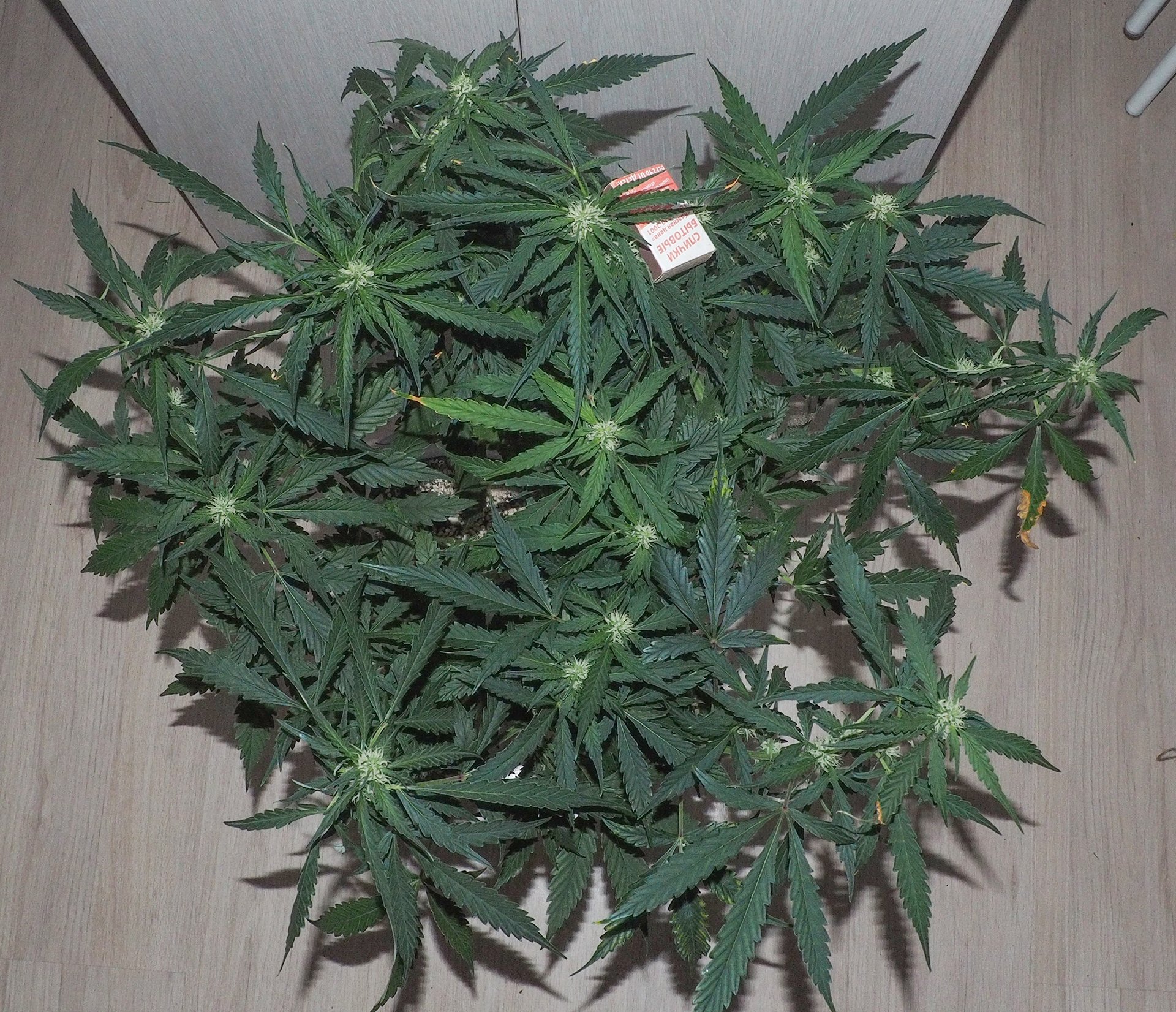 665744816_(74).JPG.8db51532f0c84ae2700ac