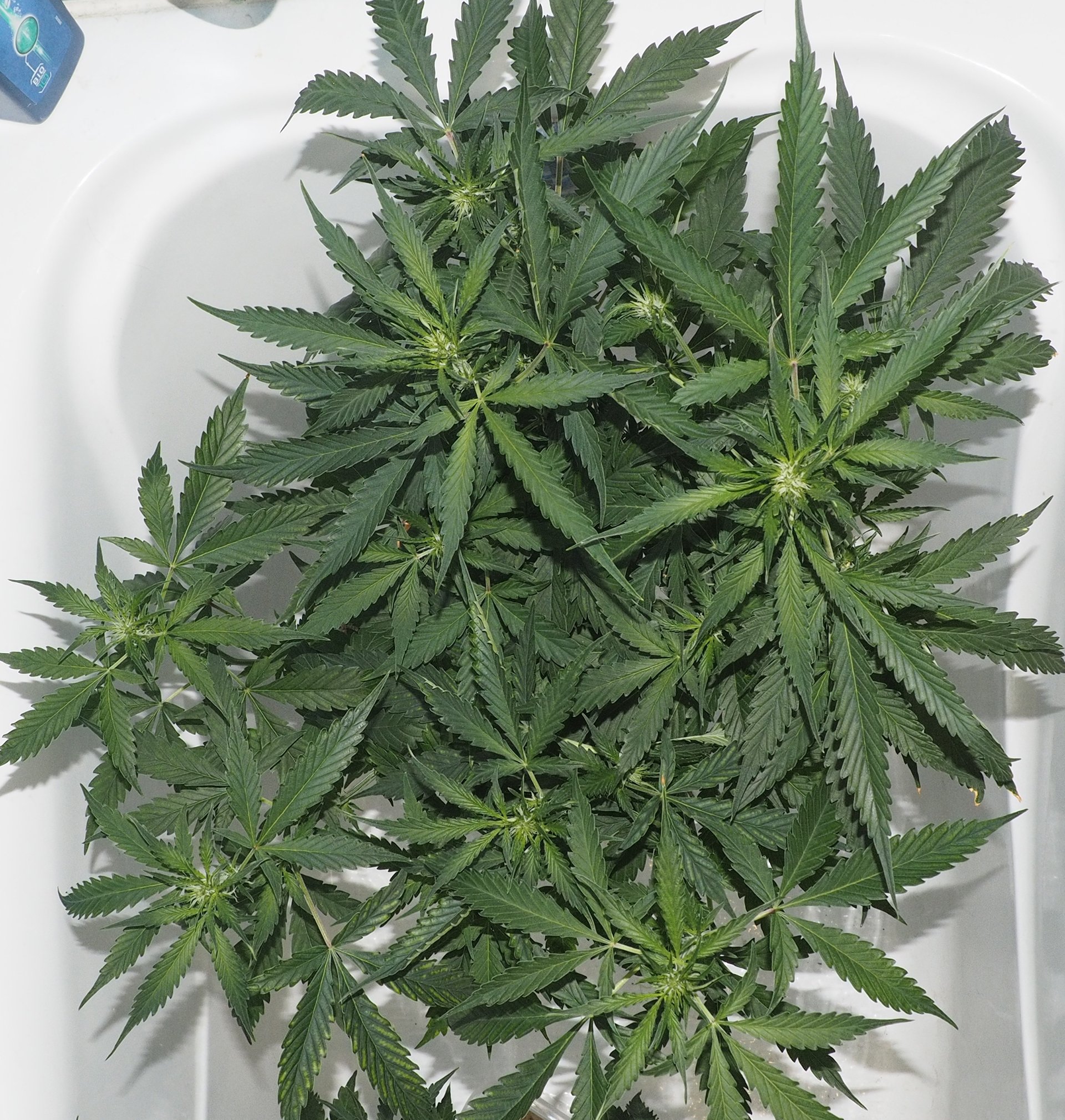 724833742_.JPG.e3582cf254ff33e57714b1e20