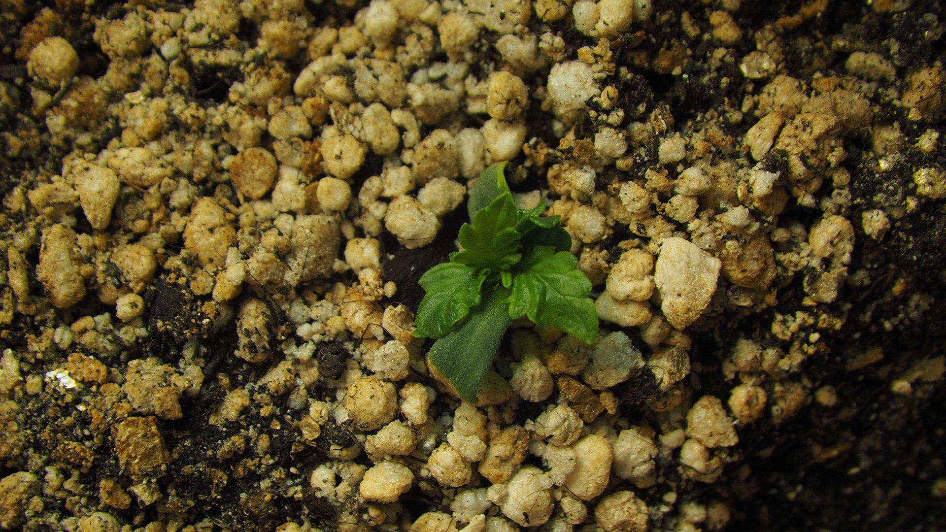 957616254_.JPG.97de46ae446bb69473813c25c