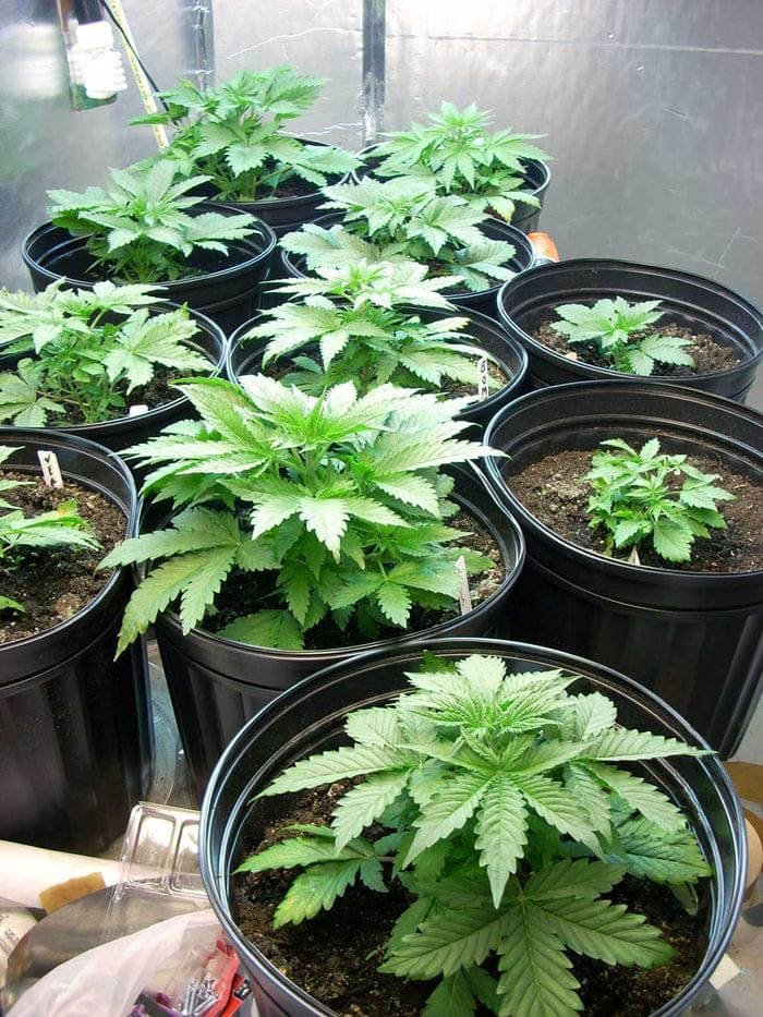 В каких условиях растет марихуана выращивание конопли культивирование