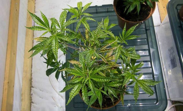 Как уменьшить рост марихуаны конопля семя лист